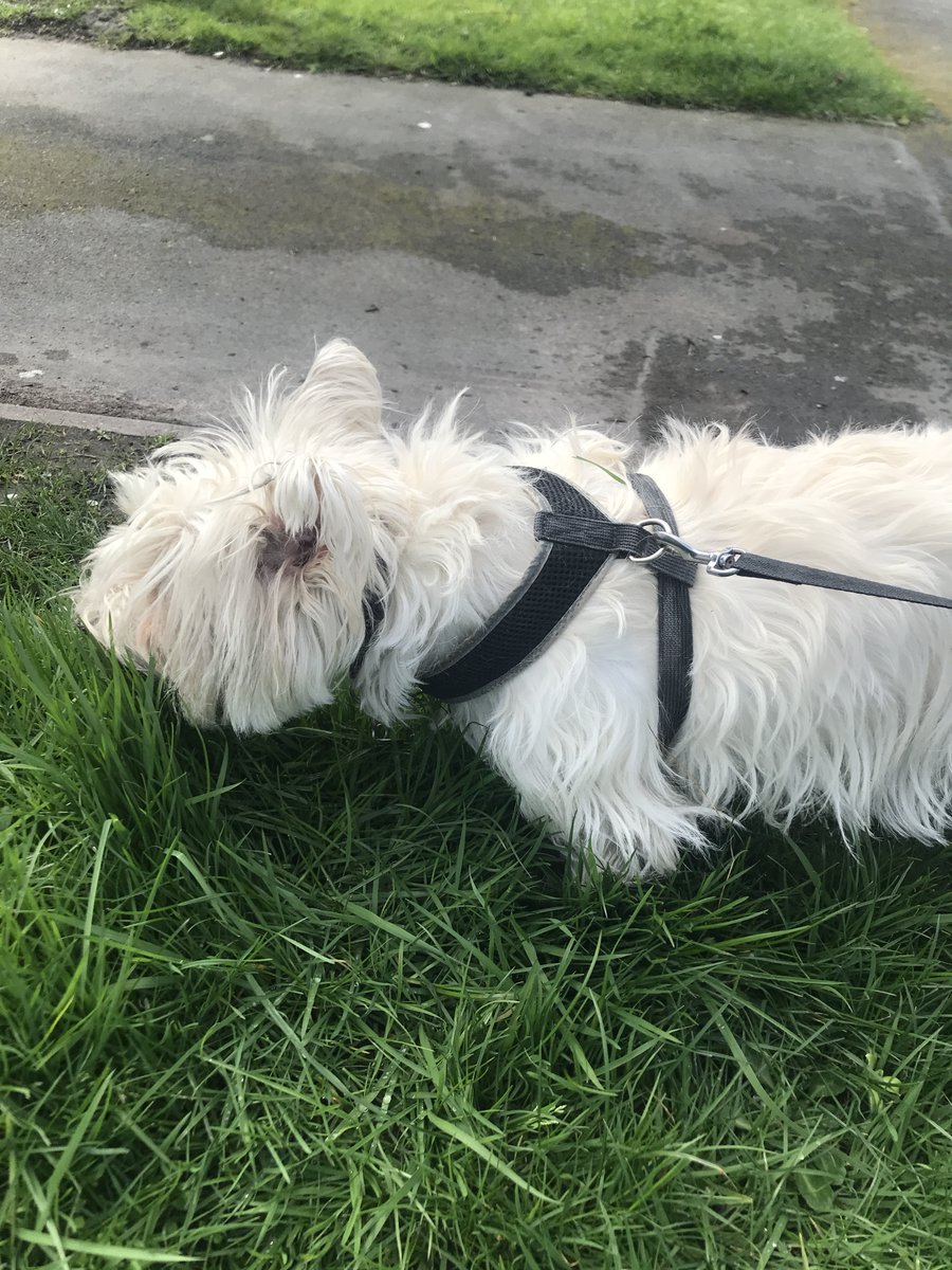 Tikki the Westie, Kila and 🌈Oscar🌈, #ZSHQ tweet media