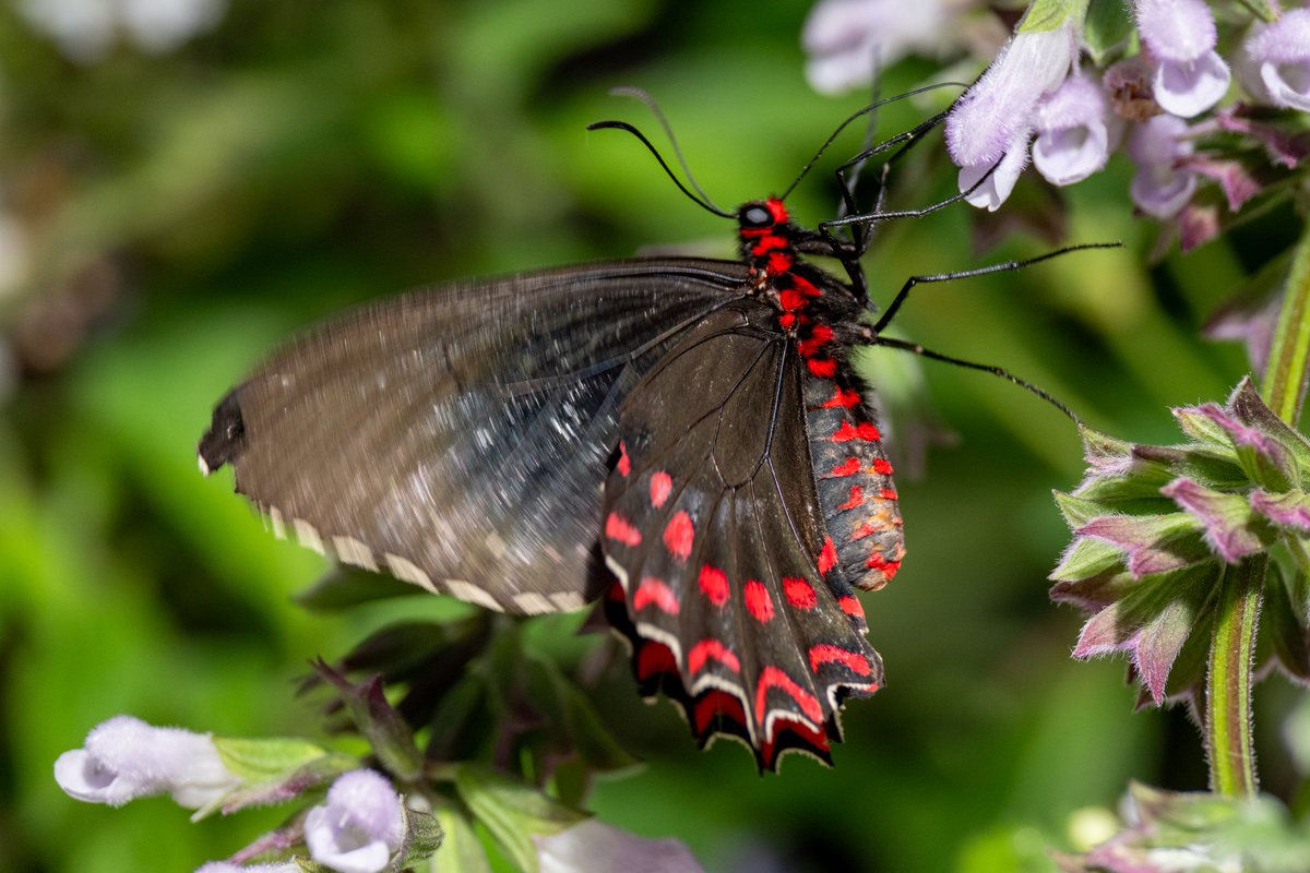 rmourpoppop's tweet photo. Are you a lepidopterist? I've got you! Click on the pics to get your fix! Say hello to the #pinkspottedcattleheart #butterfly These guys are poisonous to predators! 🦋🐛 https://t.co/PH8Ou4v0SB