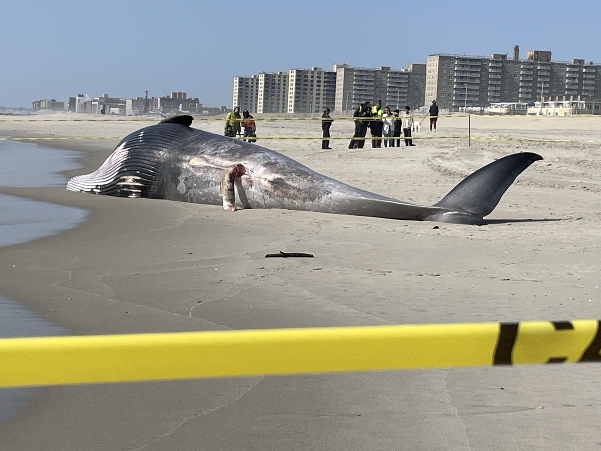 Brigid Bergin tweet media