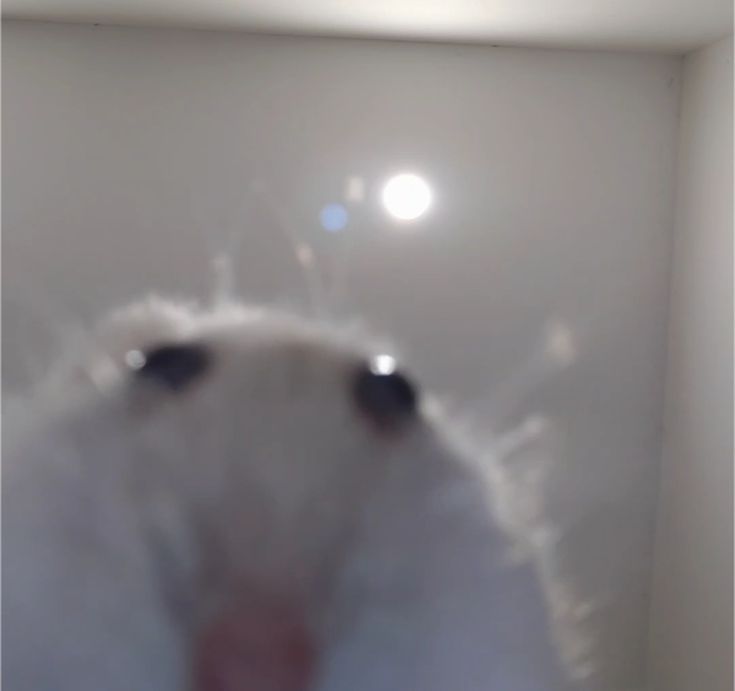 🌔флоп.сі🌖 tweet media