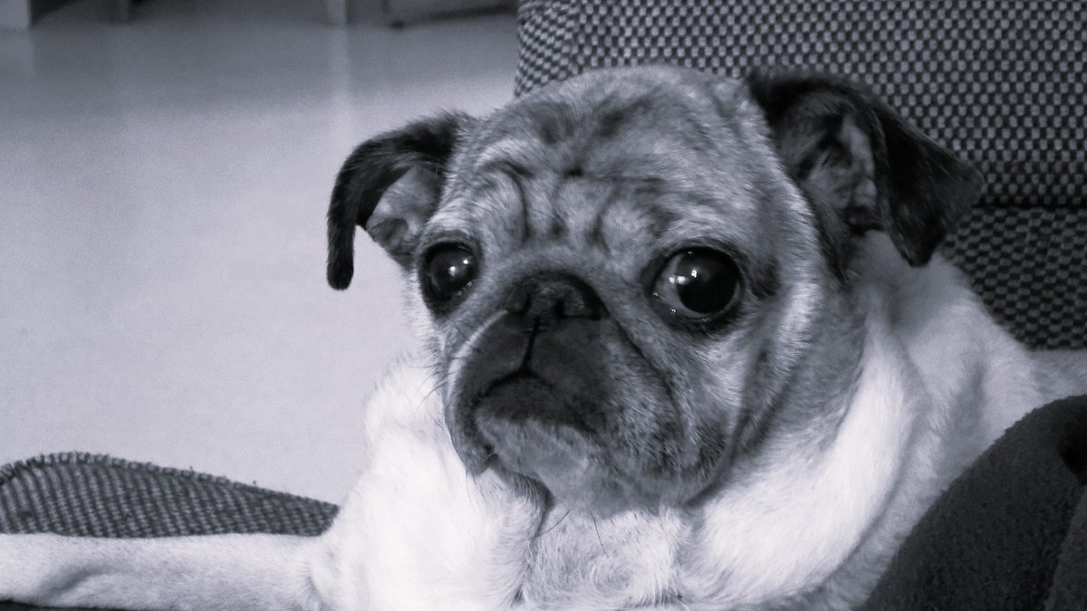 Matthew65413855's tweet image. #photography #Pug #pugs #pets #dog #dogs