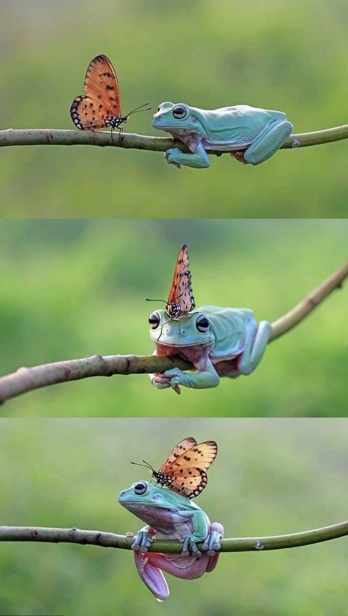 World's Amazing Things tweet media