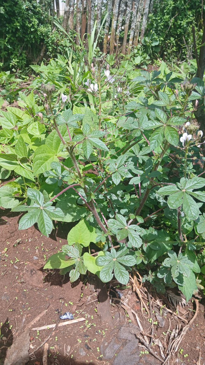 Ja Kamagambo🇰🇪 tweet media