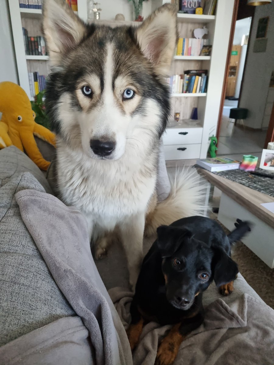 Beetle 🐞 & 👻 Toli (Spuk Minister h.c.) tweet media