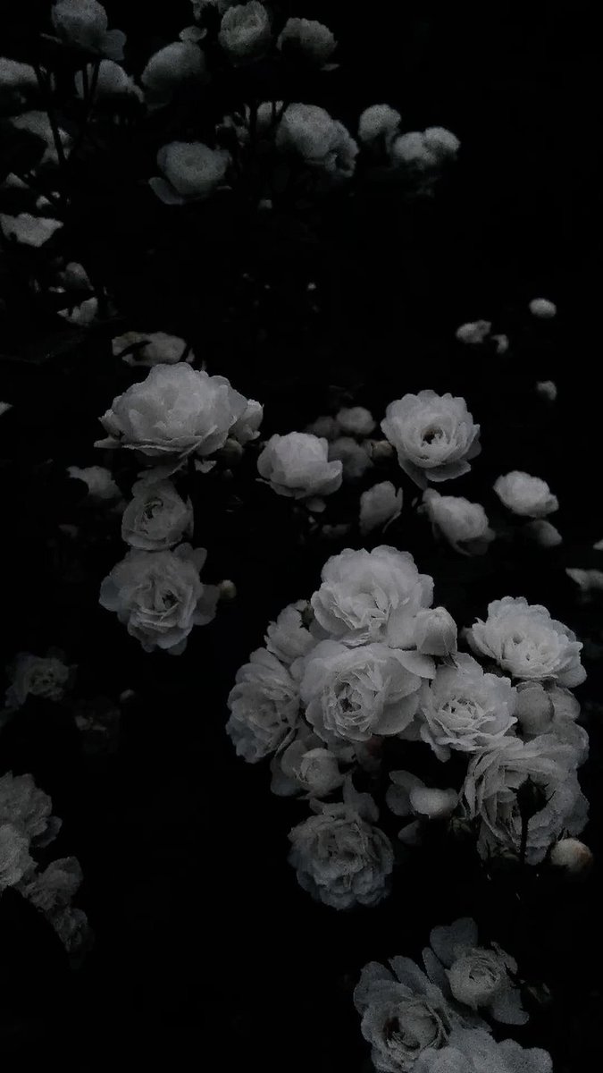 ℳꪔ̤̮ tweet media