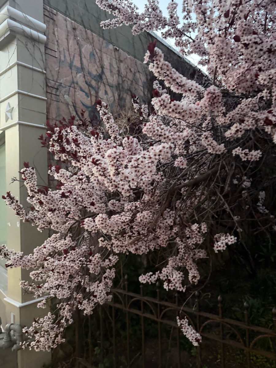 yoavlurie's tweet image. I stepped away from my machine yesterday and walked with my family on a beautiful #Boulder spring afternoon. I felt so connected and so joyful. I realized AI can never give me that.