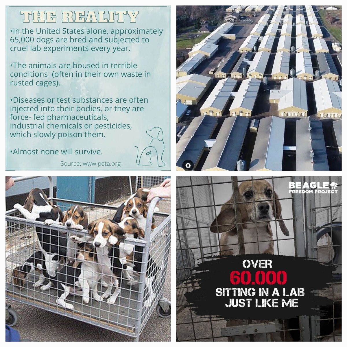 Owney ❤️🔥⚖️🌱🌎#pigoneer 🐖 tweet media