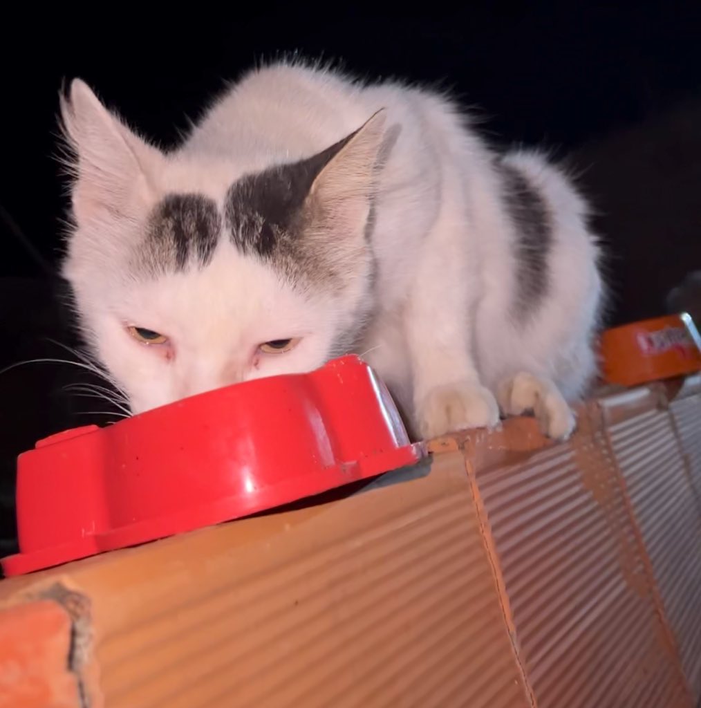 Amigos, eu estou cansada, com fome, triste, psicologicamente e fisicamente exausta.
No fim do dia de ontem comprei ração para os gatinhos, não é suficiente para hoje. A dos cachorrinhos acabou a noite. Muitos gatinhos precisam se sachês, patês.
Até o momento, sem ajuda 
+