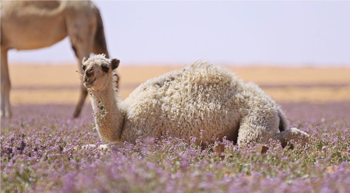 عبدالعزيز بن علي النصافي tweet media