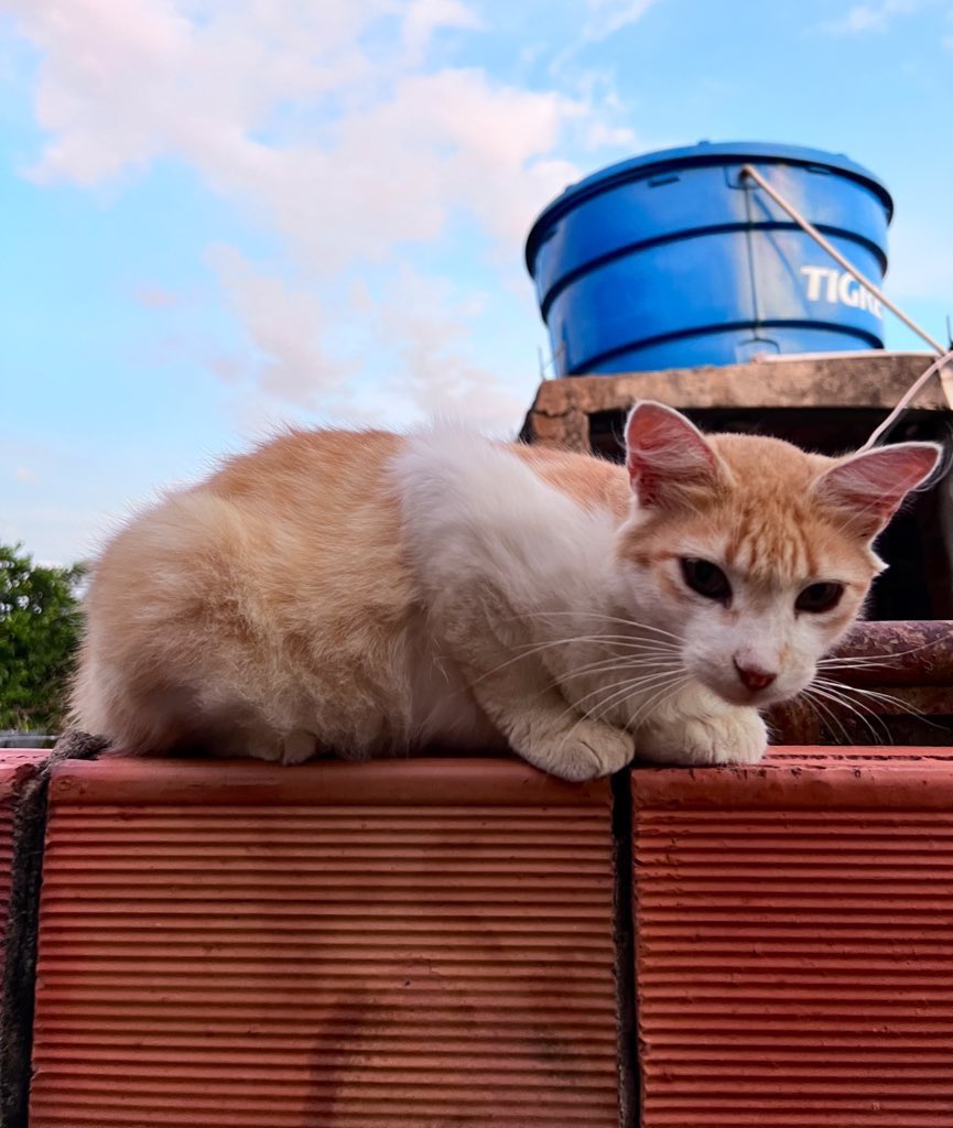 Se desejar doar algo para eles e preferir falar com a loja esse é o contato da 
AgroVet (75 ) 99906-5416

Também precisamos de areia e tapetinhos higiênicos, vermífugos…
Pix do abrigo:
🔑dieginaramos@gmail.com
🔑142.404.268-20
Adervan dos Reis