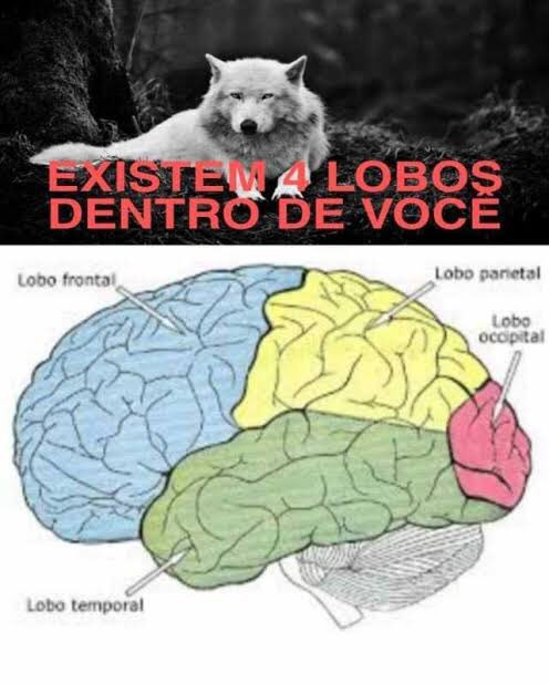 memes inteligentes tweet media