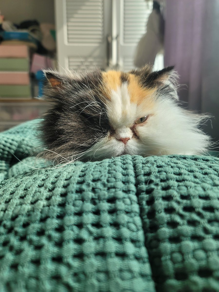 카멜❤️ tweet media