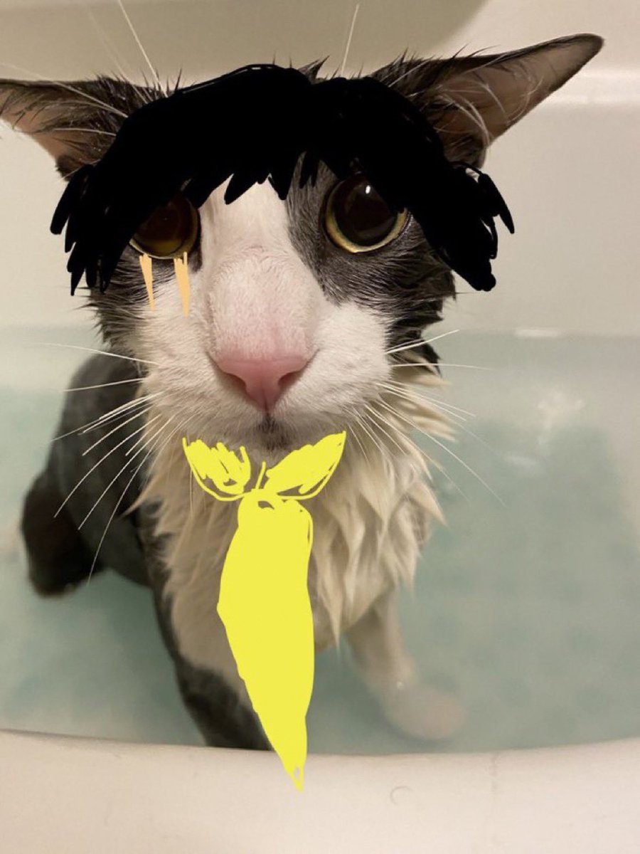 winnter snow 🐕 tweet media