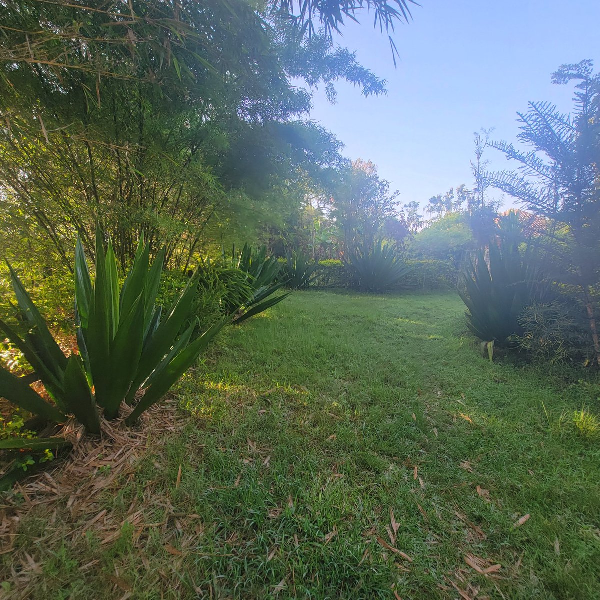 Mùriù Bazenga tweet media