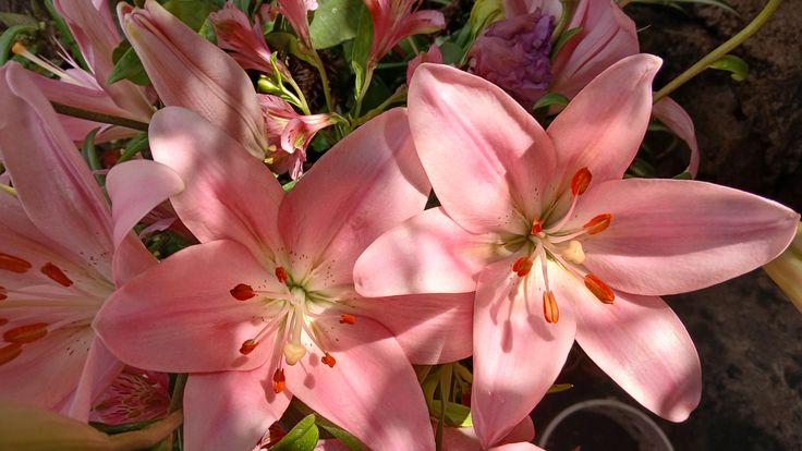 𝐌𝐢𝐚. tweet media