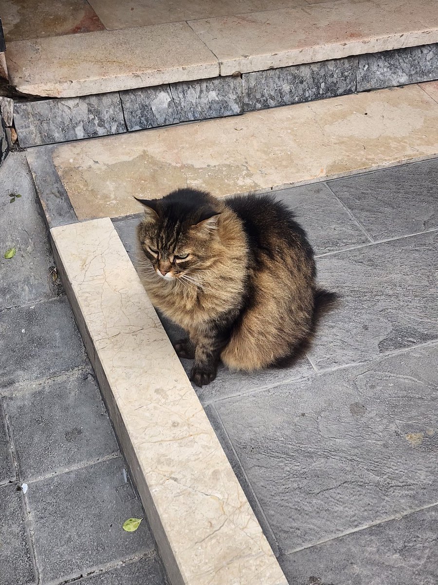 Av. Hilal Soslu tweet media