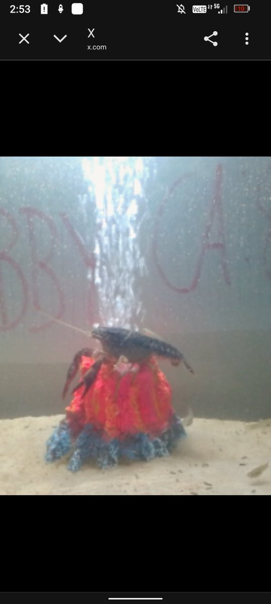 #BARK_SHARK tweet media