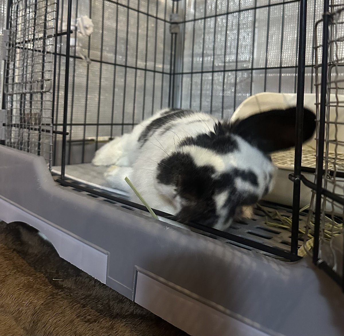 うさぎのバズ🐰I am Buzz tweet media