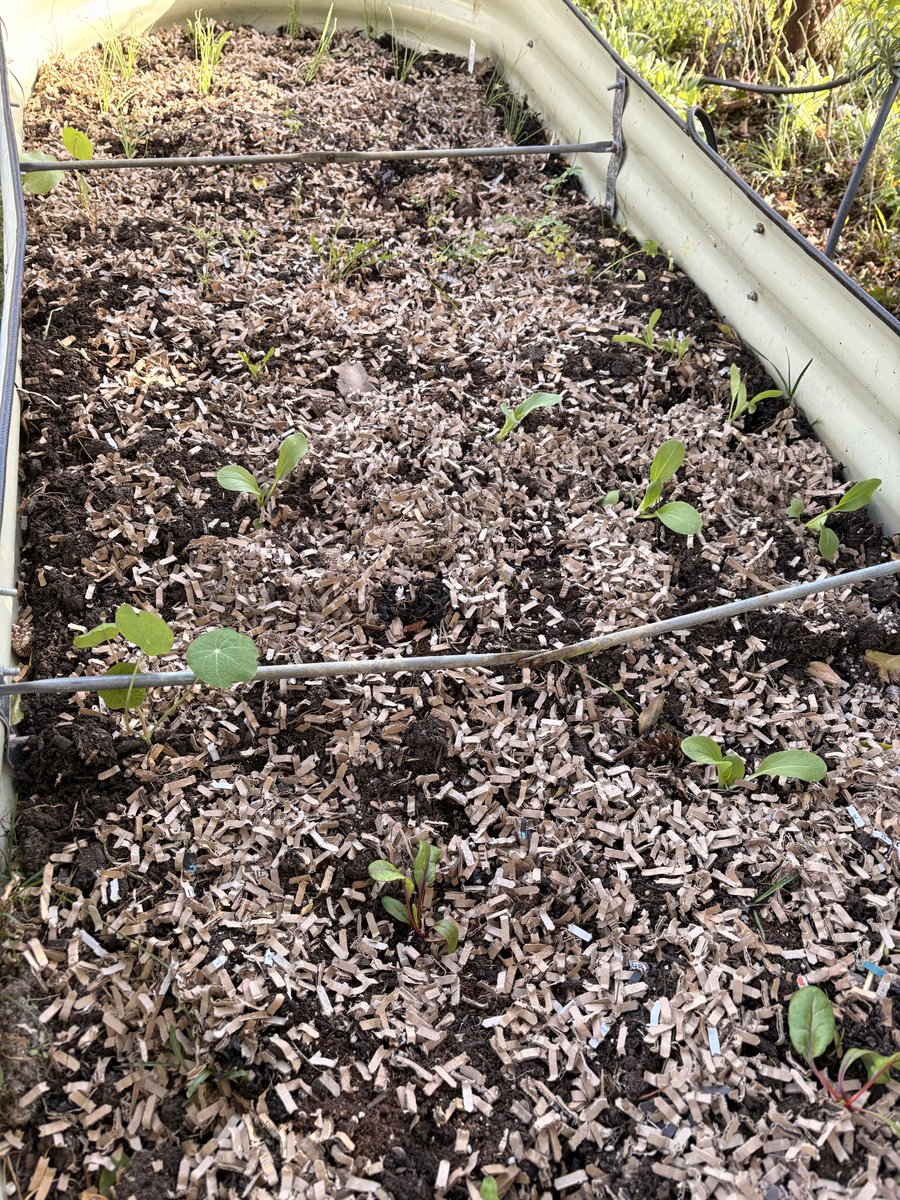 Melih Karakelle tweet media