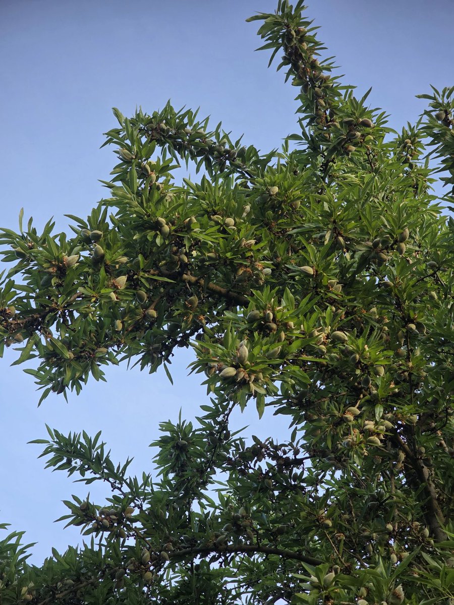 Cal Ag Solutions tweet media