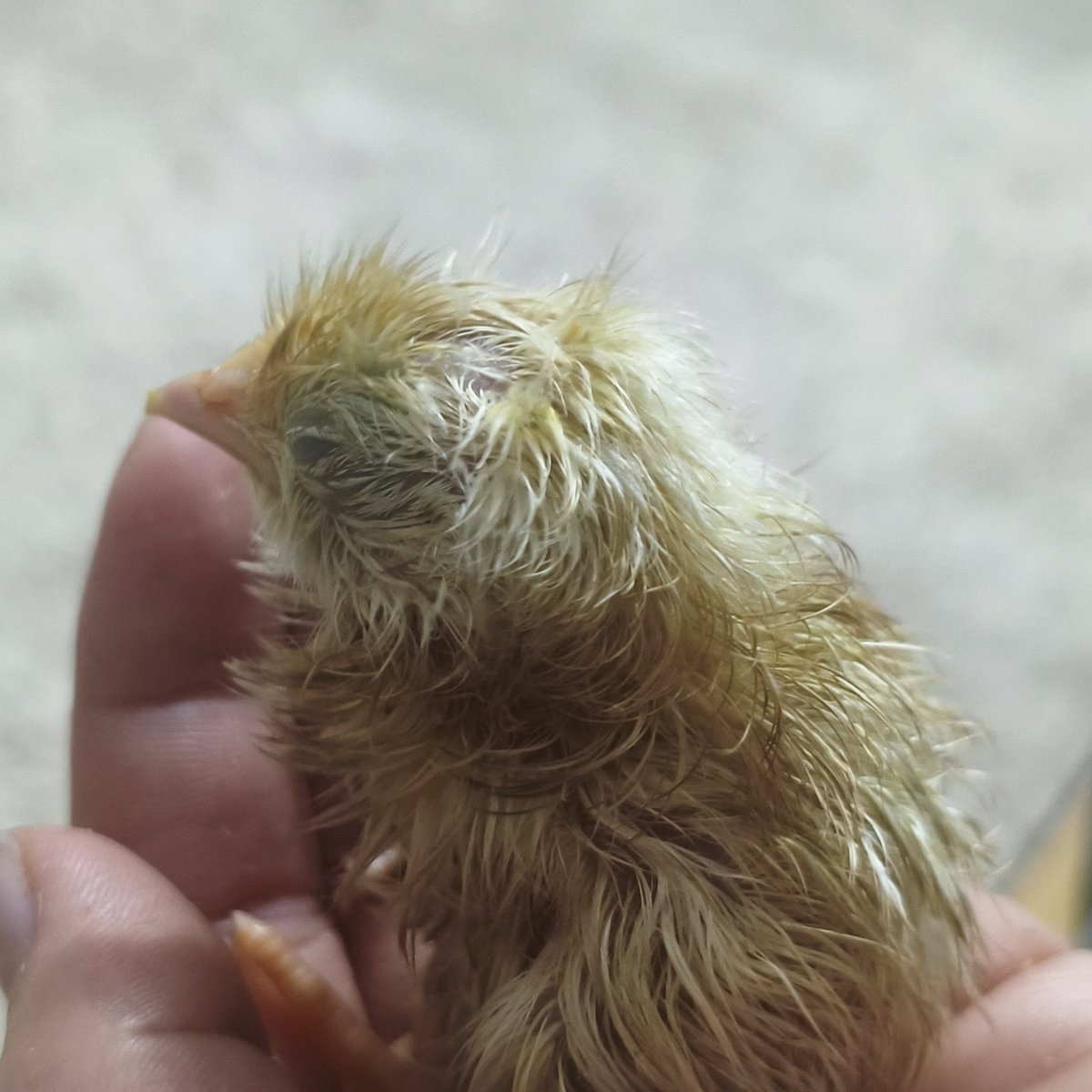 Yuzarsif Kerem tweet media