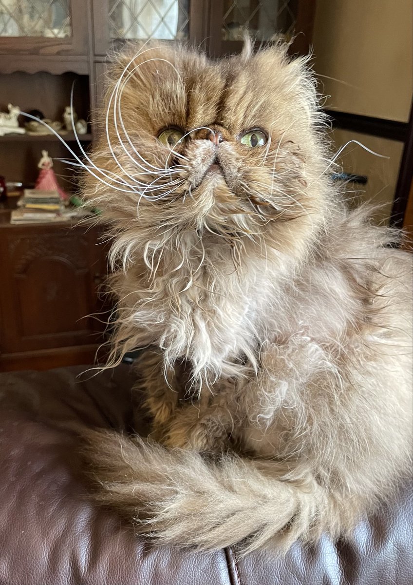 Paul Kay🎧🐾 tweet media