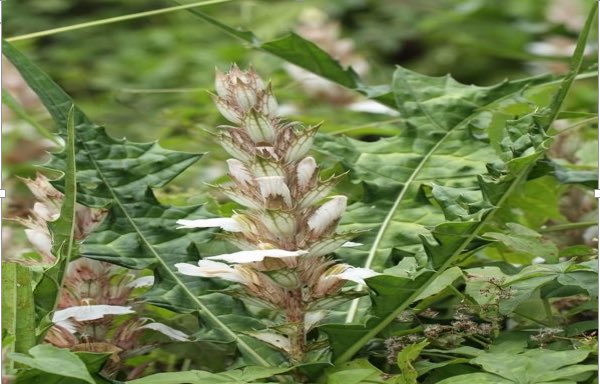 PlaMePlants's tweet photo. #Plante de la semaine : Acanthus montanus, c’est une plante étudiée pour ses propriétés #anti-inflammatoire, #Analgésique, #antimicrobienne, #Anthelminthique, #Antidiabétique, #Antioxydante, #Cicatrisante, #Immunomodulateur, #Antispasmodique, et son activité utérotonique. https://t.co/EPjXi4gsRP