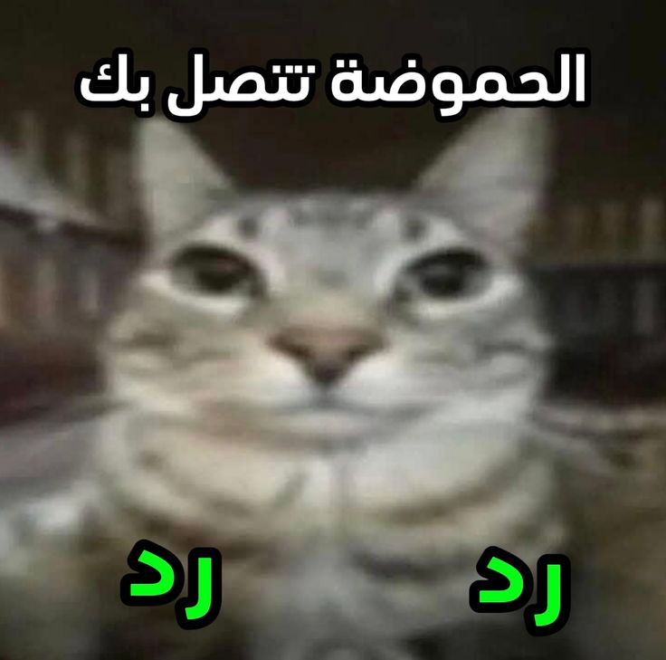 الموناسيسة 🇪🇬 tweet media