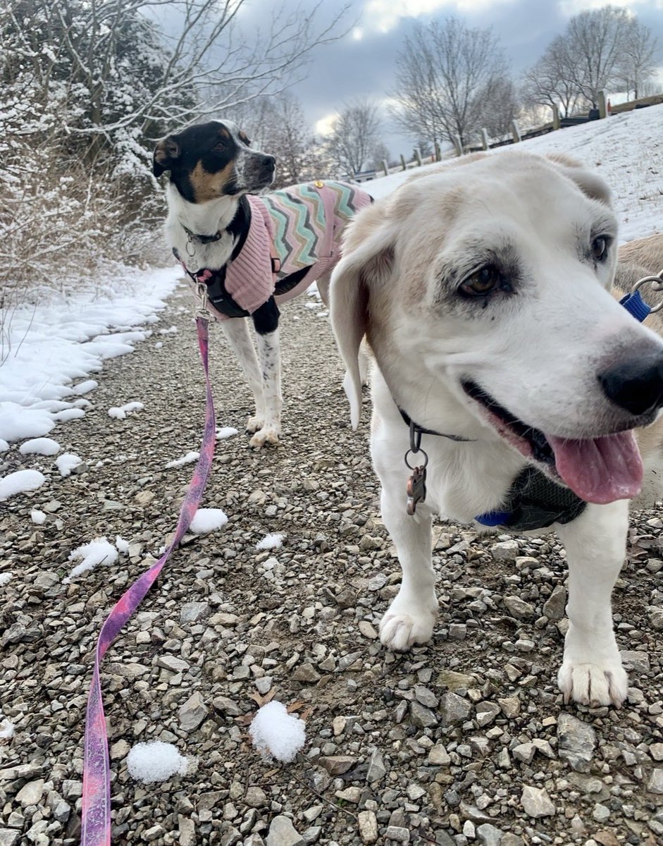 Maylee the Rescue Pup tweet media