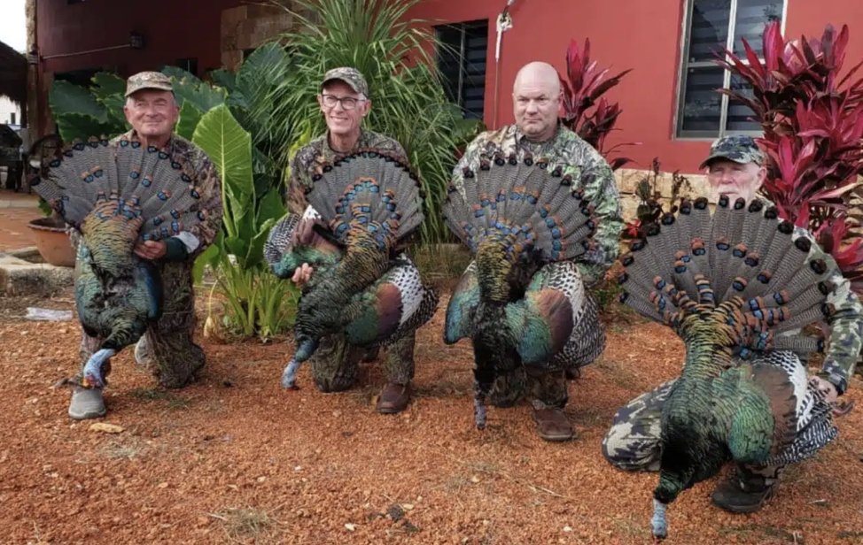 Turkeys for Tomorrow tweet media