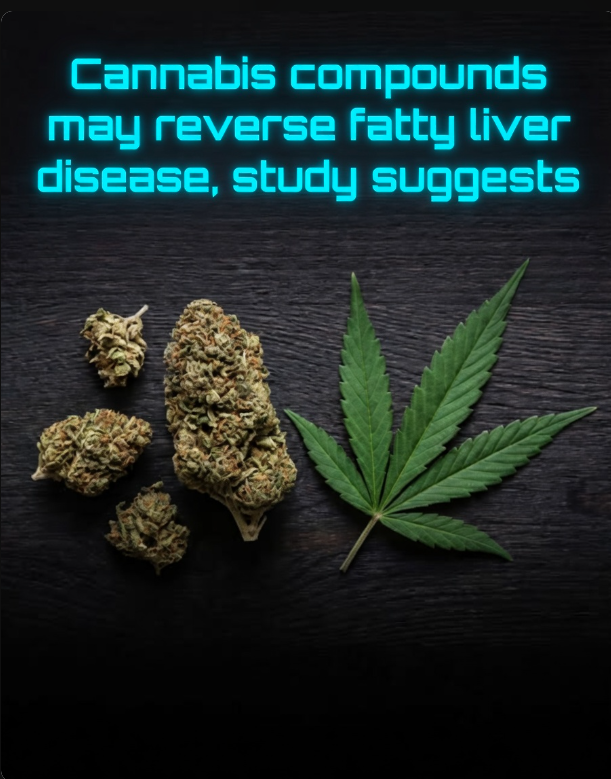 Scientists have identified non-psychoactive compounds in cannabis — particularly cannabigerol (CBG) — that show strong potential to reduce body fat and reverse metabolic dysfunction associated with fatty liver disease.

In a study using obese mice fed a high-fat diet, CBG