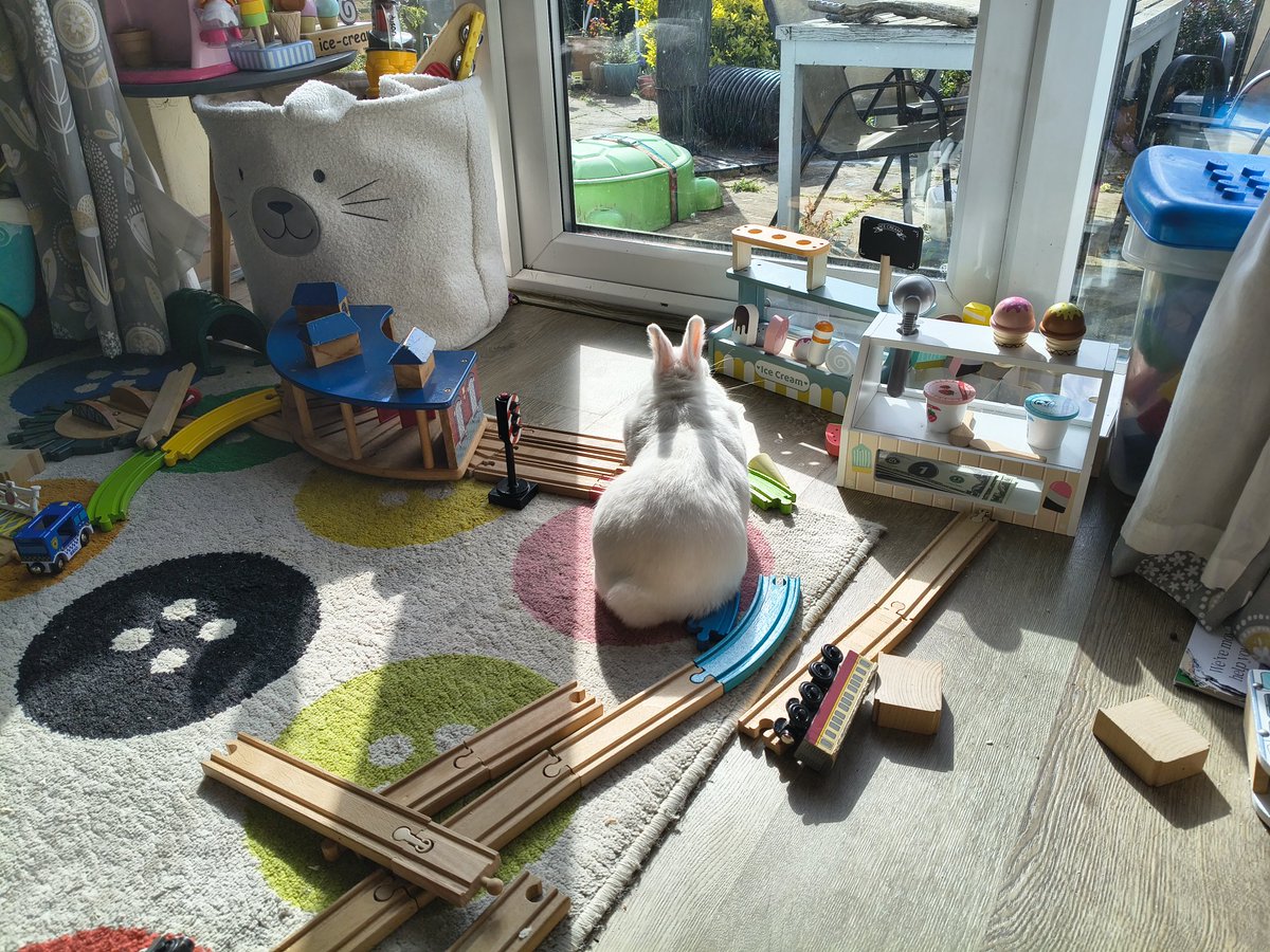 Neil The Rabbit tweet media