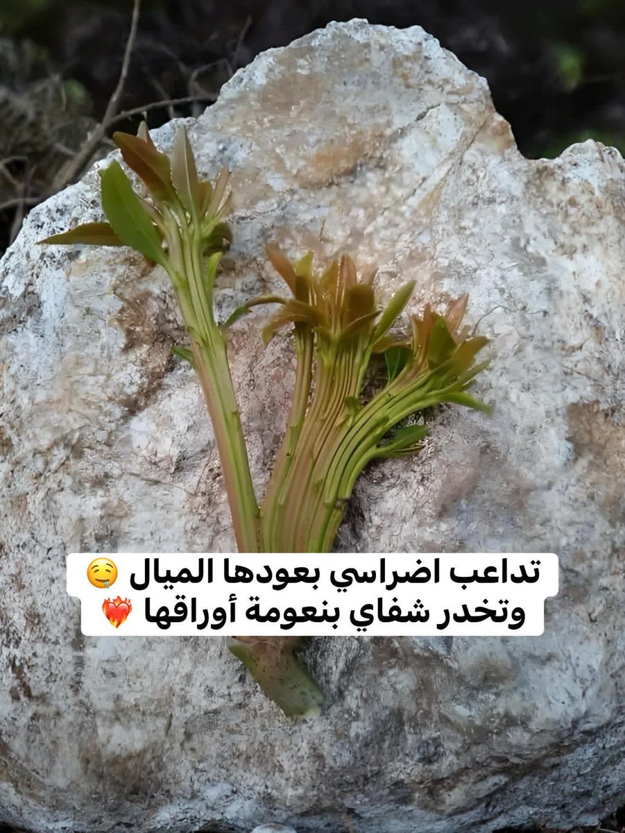 BdhLy55281's tweet photo. الدفعة الأولى بدأت الآن 🔴

تابع + أعيد النشر 🔁 وسأدعم حسابك فورًا 
✨@BdhLy55281
@rshuadin82375
@QAsqwr28822
@BdalslamMg74874
@AlsrkhhA49493
@AliAhme17549214
@abw_bdallh95324
@tahanajm2000
@MadNjm4276
@bdalwly386391
@NkyKhald89986
@AAlymn
@aass77403 https://t.co/zv2p4aCE4H