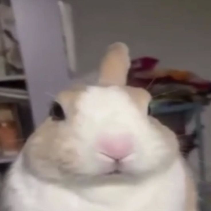 asahi jurídico rookvil advogada de reikao tweet media