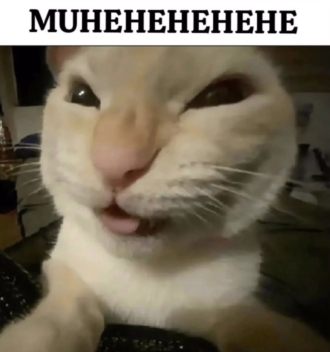 Rosenᰔᩚ tweet media