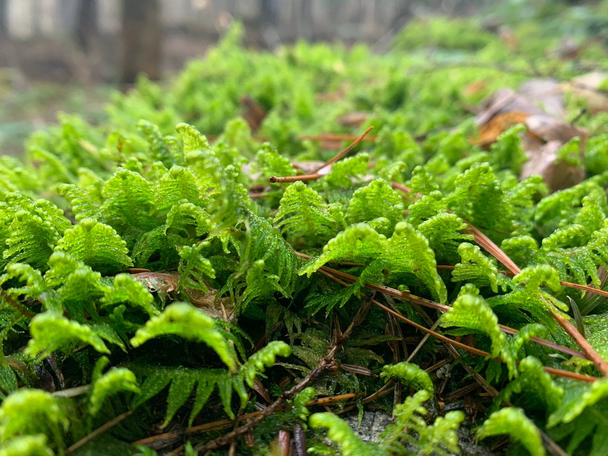 Old Hollow Tree tweet media