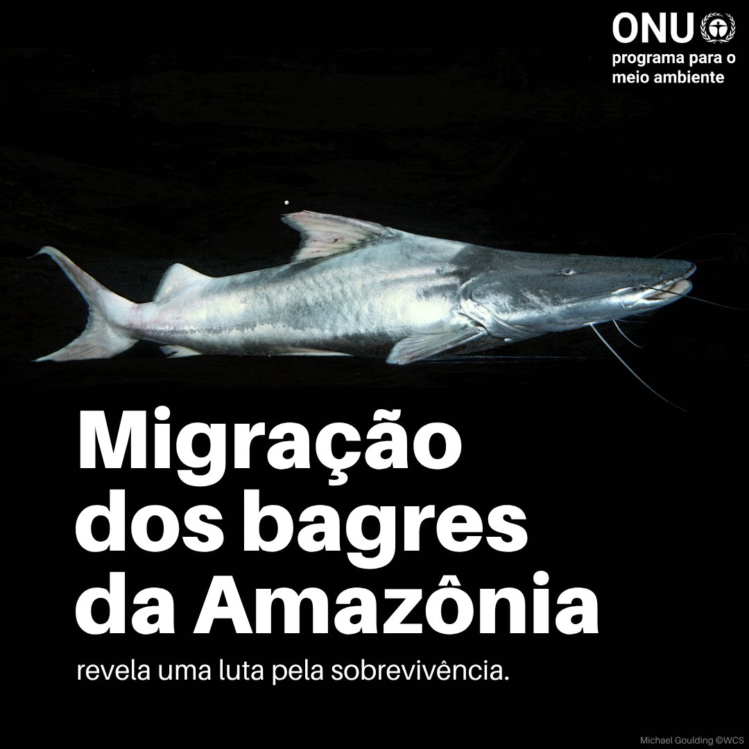 Programa da ONU para o Meio Ambiente tweet media