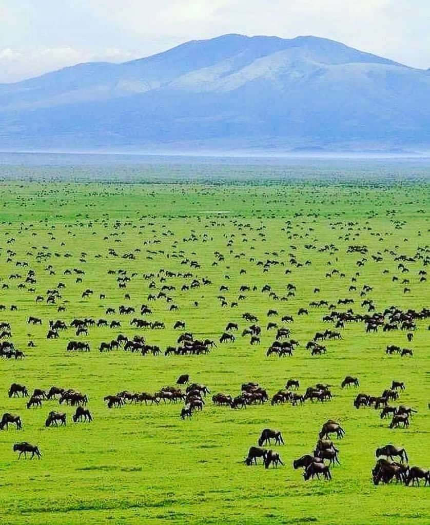 World's Amazing Things tweet media