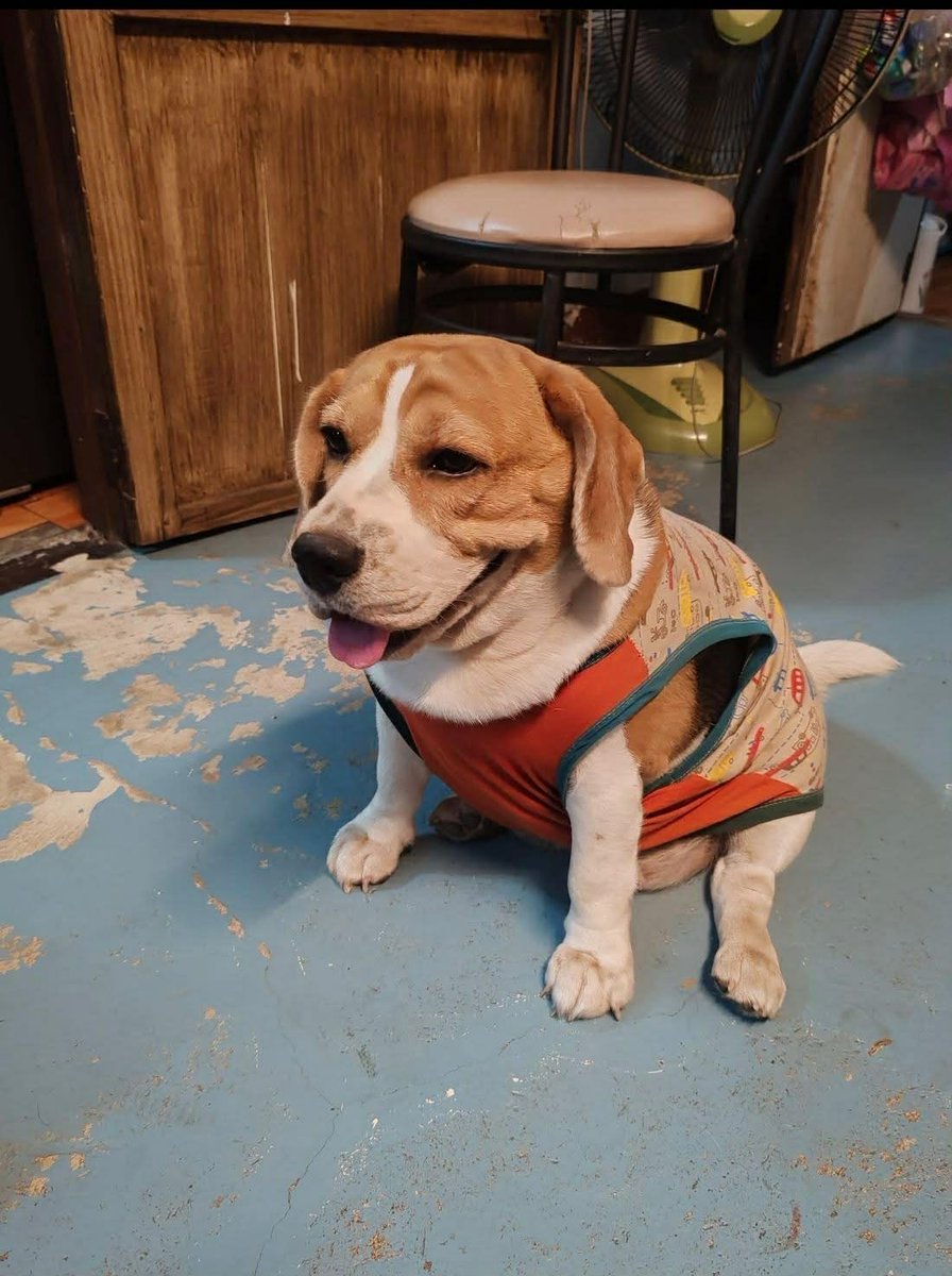 รักหมาจัง🐾 tweet media