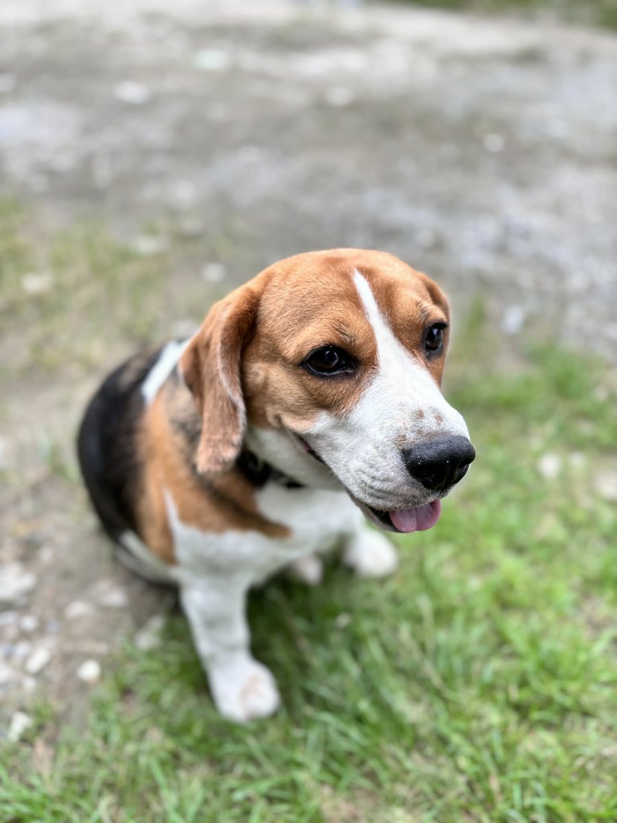 รักหมาจัง🐾 tweet media