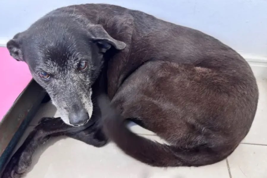 Marco Valverde ® tweet media