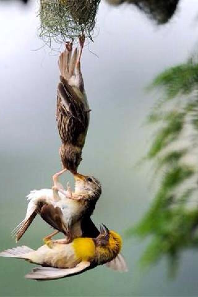 mzeydann's tweet image. What an astonishing photograph!
 A baby bird falling from the nest, caught by its mother, supported by the father.

Muhteşem Bir Doğa Anı
​"Ne kadar şaşırtıcı bir fotoğraf! Yuvadan düşen bir yavru kuş, annesi tarafından yakalanmış ve babası tarafından destekleniyor."
​Bu tür