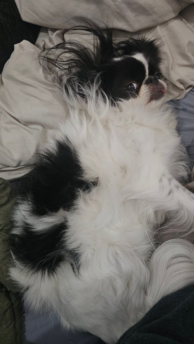 Kayla Arenas tweet media