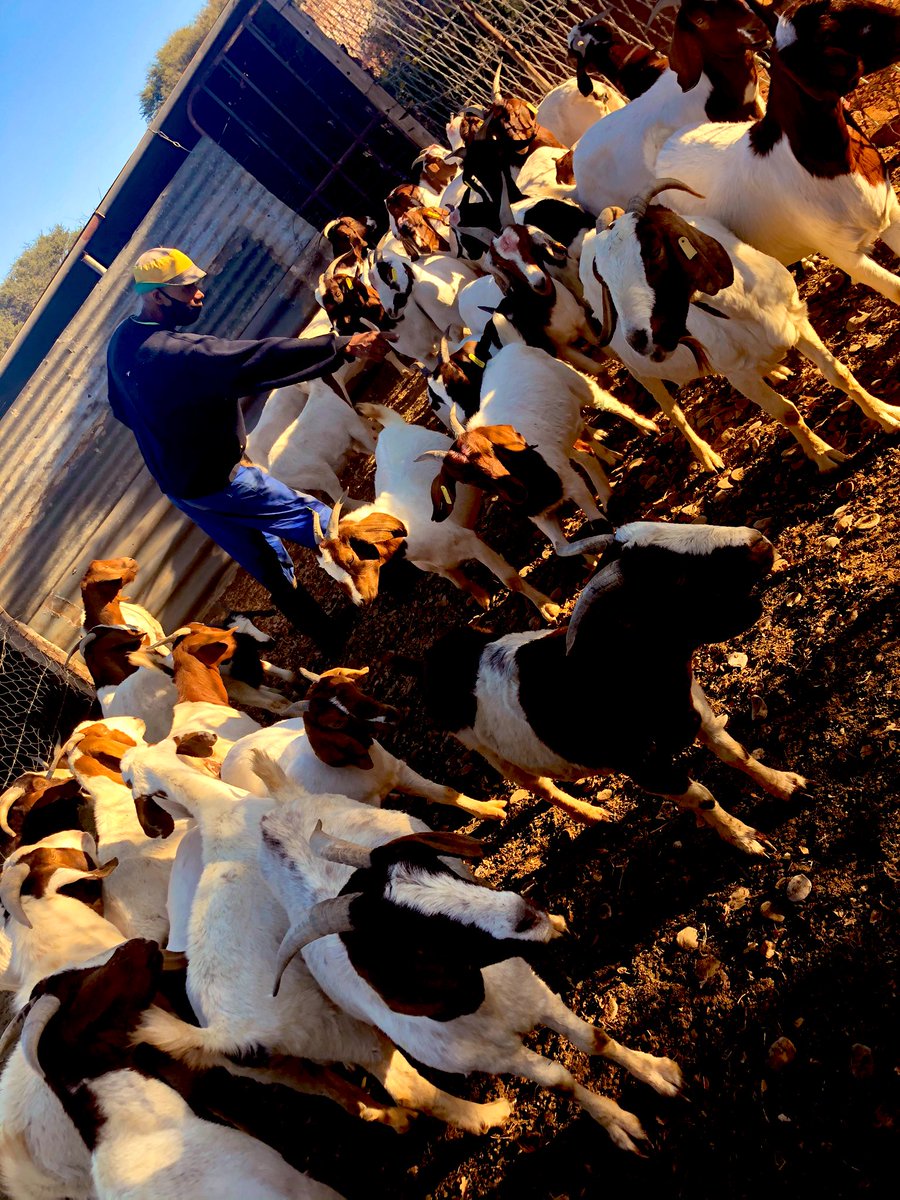 Abandoned_Crea's tweet photo. How to Make Your Goats Pregnant at the Same Time

If you want all your goats to get pregnant at once, here’s a simple way to do it:

1. Separate the Male Goat

Keep the male goat away from the female goats. Don’t let them smell or see each other.

2. Let the Females Ovulate

Female goats ovulate (ready to breed) about once a month. Let them go through their cycle without mating.

3. Let the Females Miss a Cycle

Make sure the females miss their mating period. This resets their body’s breeding cycle.

4. Introduce the Male Goat

After they’ve missed their cycle, bring the male goat back to the herd. The females will start to come into heat at the same time.

5. Breed Them Together

Once they are all in heat, the male can mate with them, and they will all get pregnant together.

6. All Pregnant at Once

With this method, your female goats will get pregnant at the same time and will all give birth within 152-160 days.

This method makes breeding easier and helps with better planning on your farm. It’s a smart way to manage your goats and make sure they are all pregnant together.