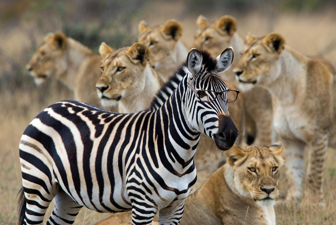 Dad Jokes Animals tweet media