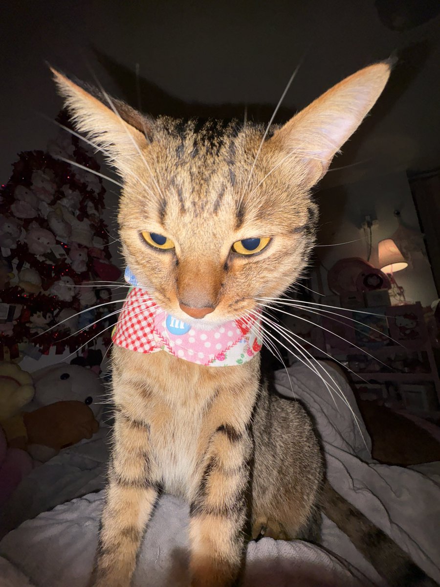 dingingcingking tweet media