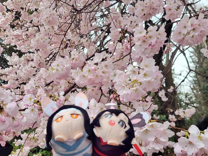 ステそしを見てきました言葉にならないくらい最高でした!(お花見も少しできました^^)