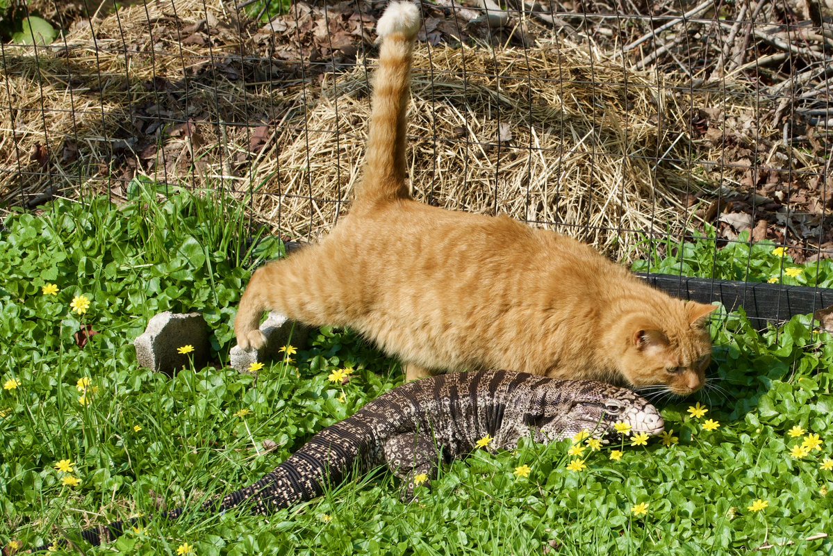 TomcatJunkie🏴‍☠️ tweet media