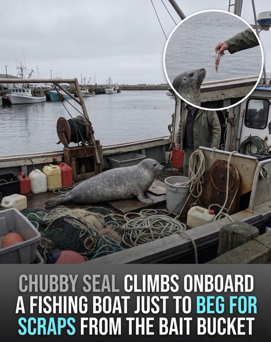 Herbuurna 🦭🇵🇷 tweet media