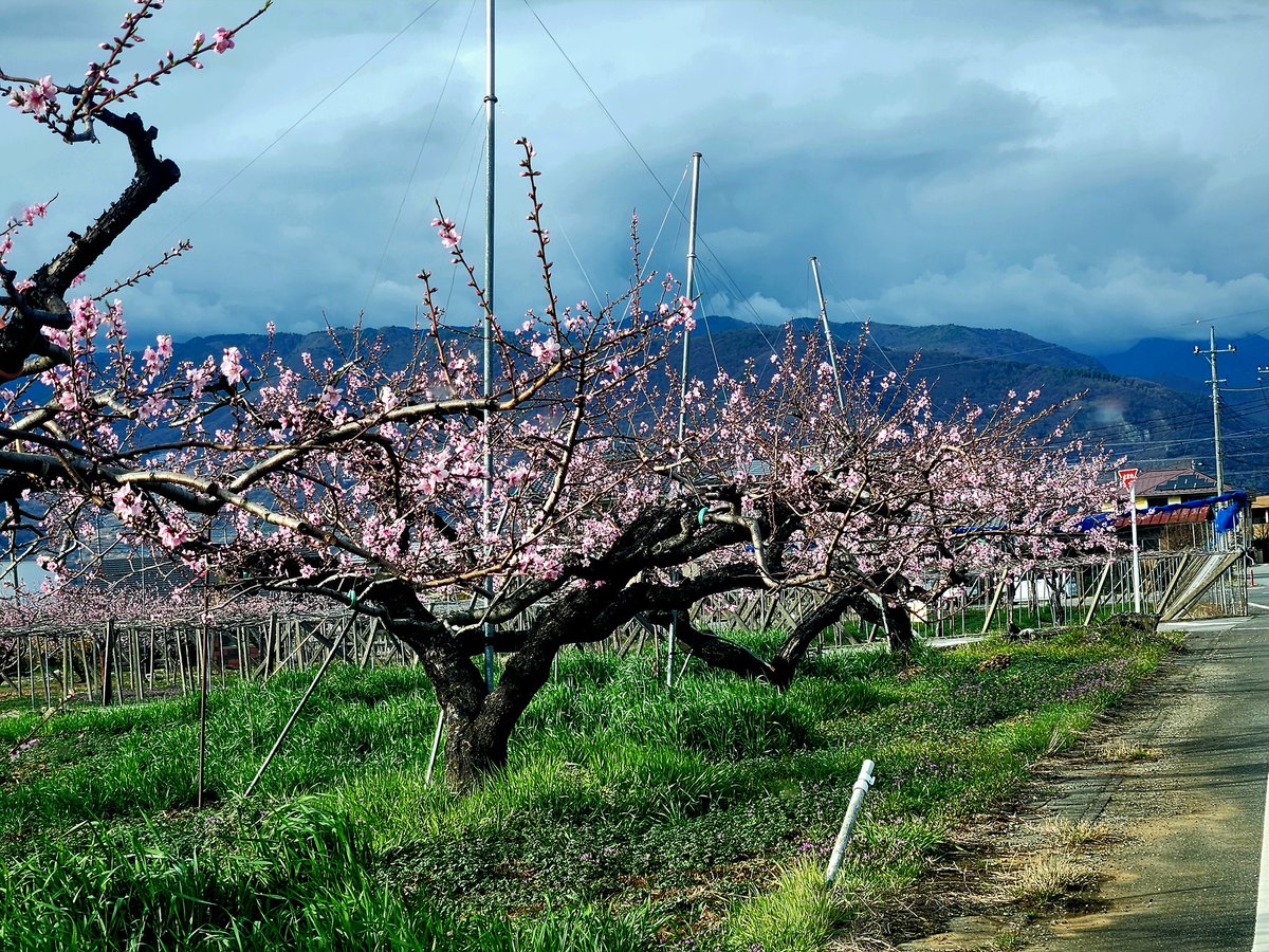 大菩薩唐松尾根 tweet media